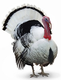 happy thanksgiving