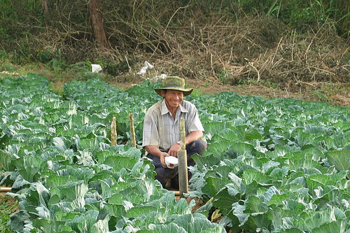 Farmer and his vegetables