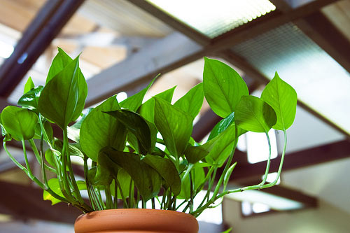 office plant