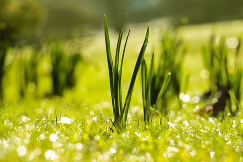 spring time