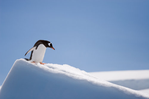 Penguin on a slippery slope