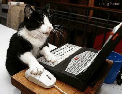 Working cat with a laptop and mouse