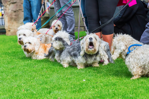 Dandie Dinmont Terrier dog owners meetup