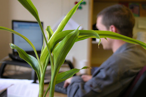 Office plant