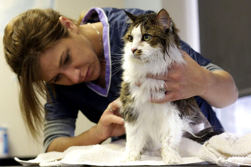 Pet grooming business