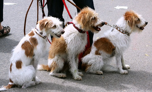 Dog walker