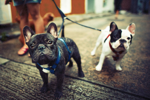 Dog walking