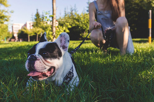 Pet sitting business idea
