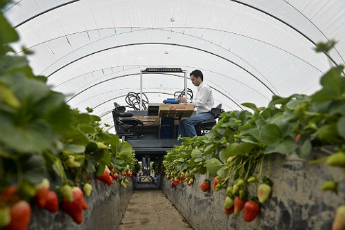 Fruit-picking robot