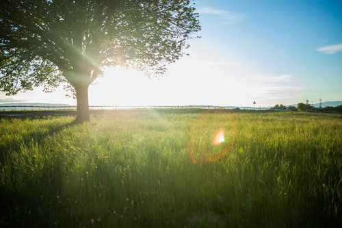 Content marketing is like a growing tree