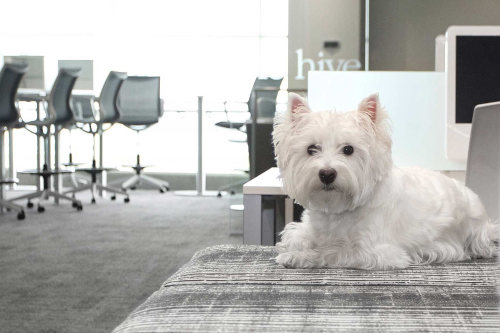 Office pet