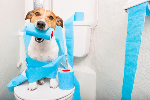 Jack Russell and his toilet paper rolls