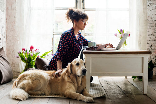 Pet helps business success