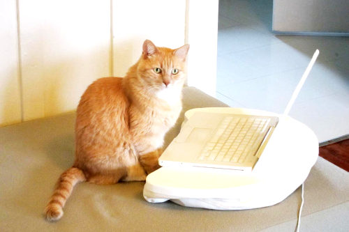 Content marketing cat