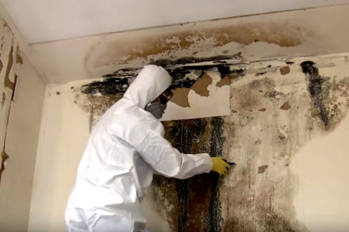 Mold removal business