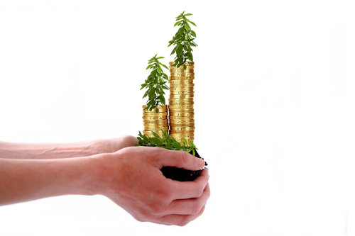 Money tree in hand