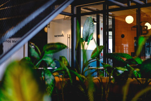 Office plant