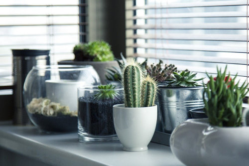 Green office decor
