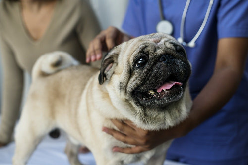 Veterinary clinic