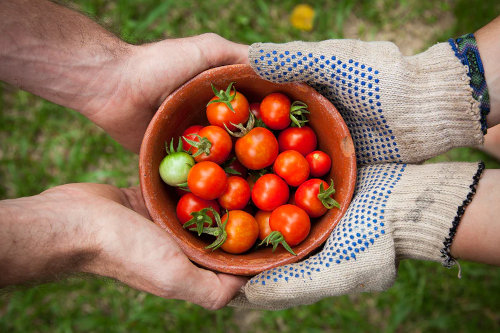 Organic produce business