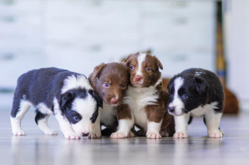 Puppies