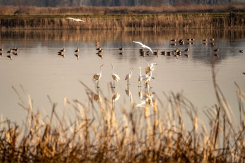 Wetlands conservation works